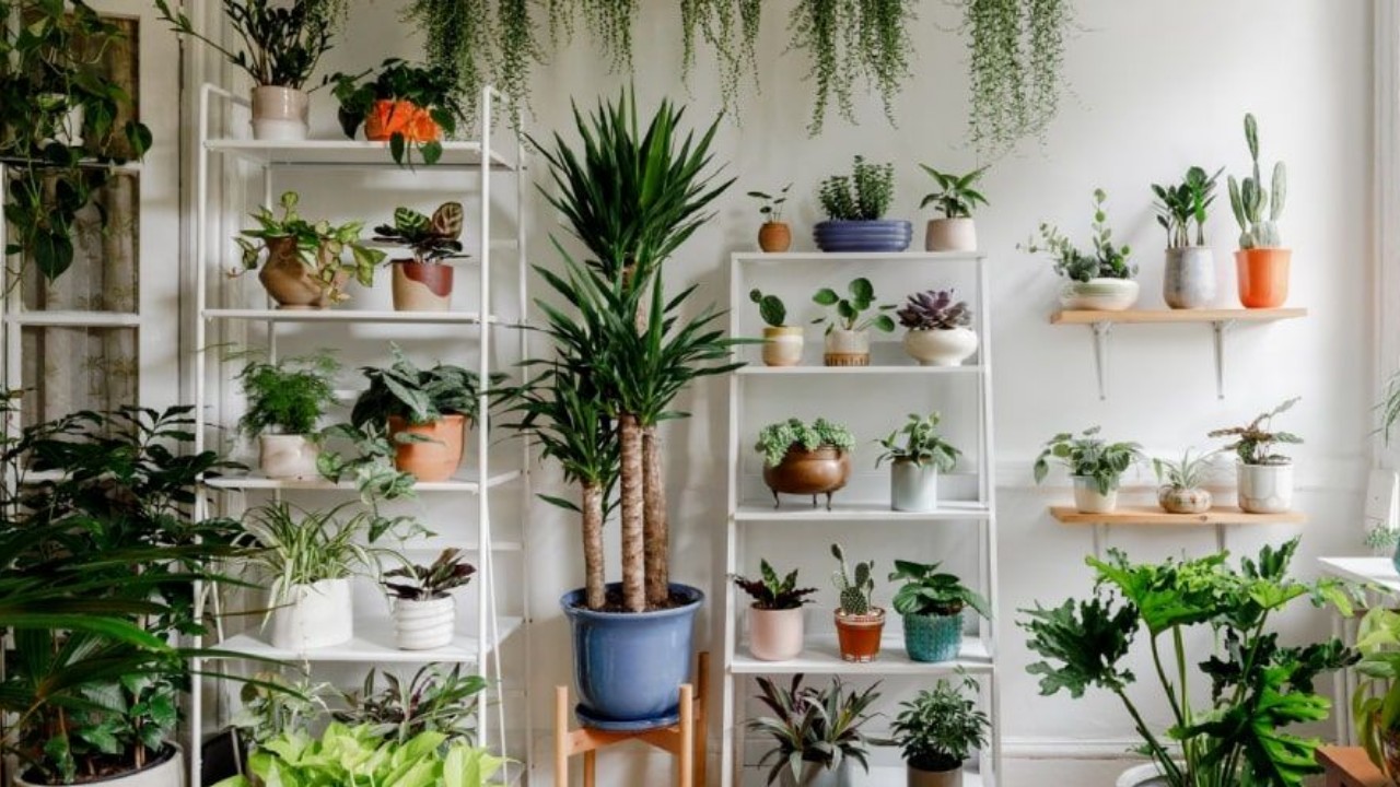 Растения в квартире: Красота, польза и популярные виды